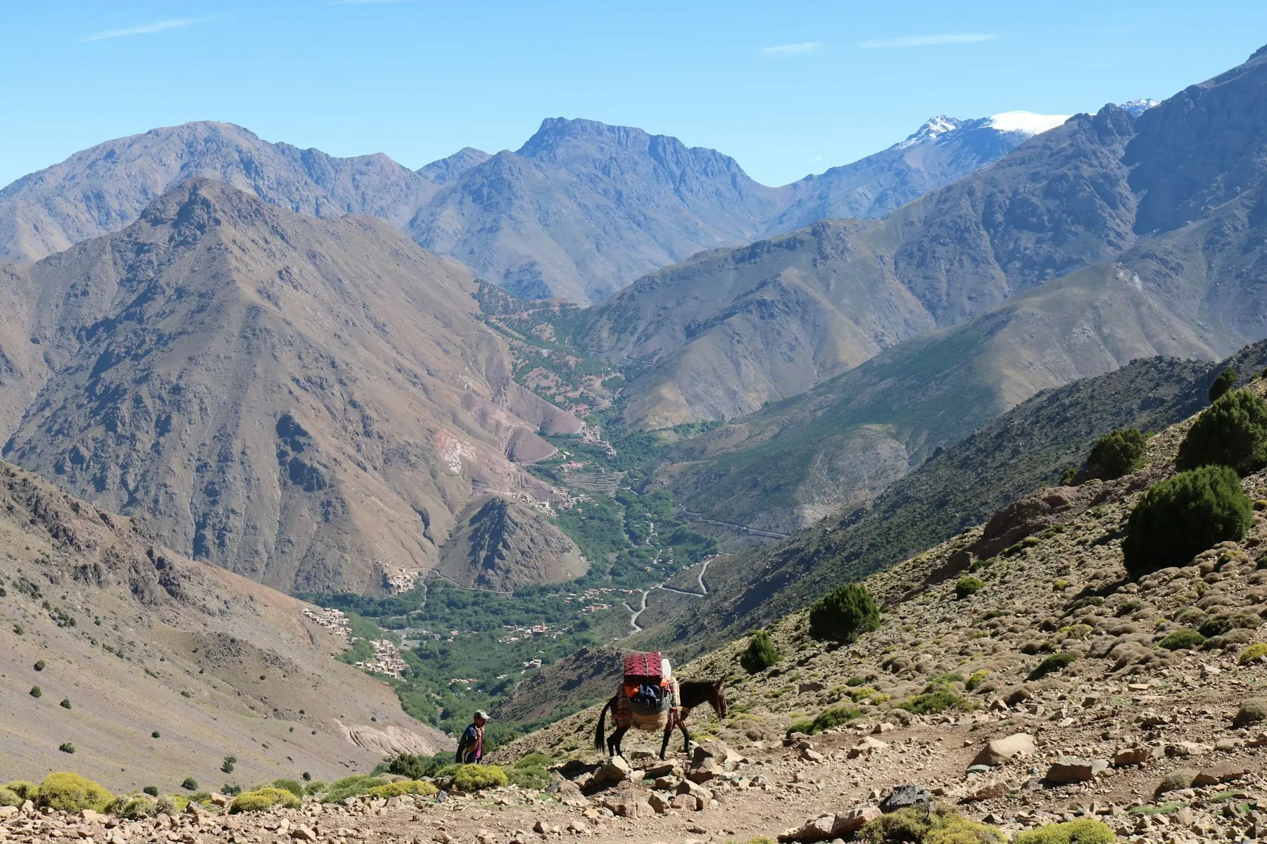 Mule and walker in a green valley below the High Atlas near Imlil