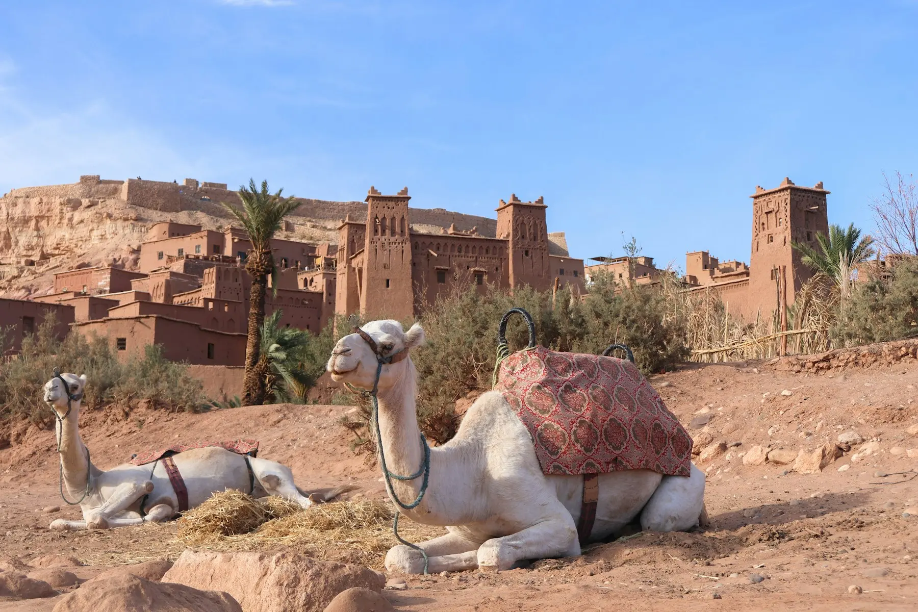 Camels resting in front of a traditional earthen kasbah