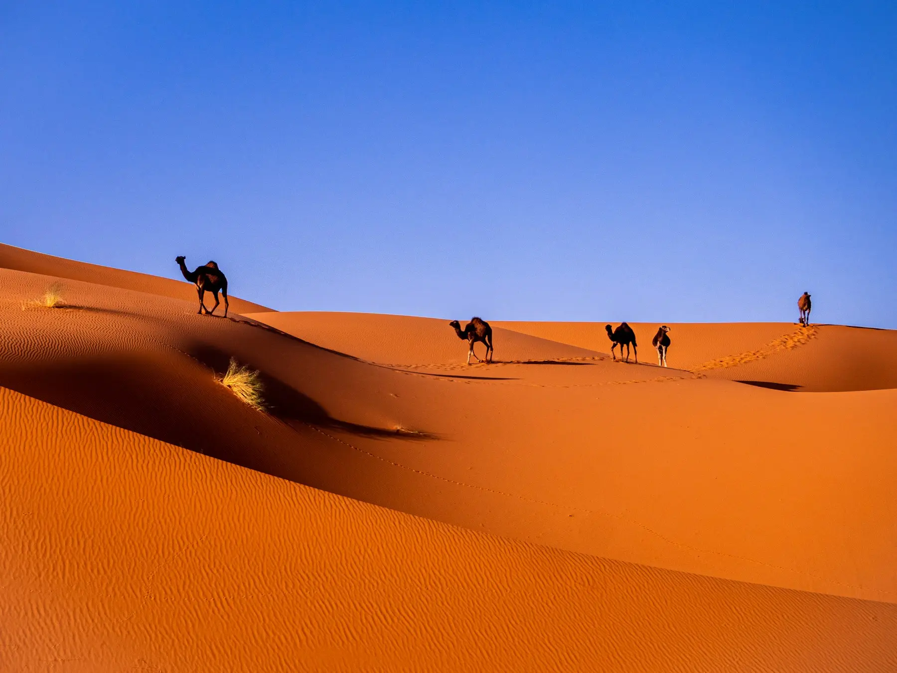 Camels resting in the Merzouga dunes in the early morning