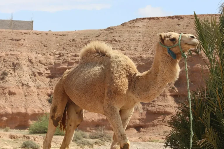 Camel resting beside a palm tree near Marrakech