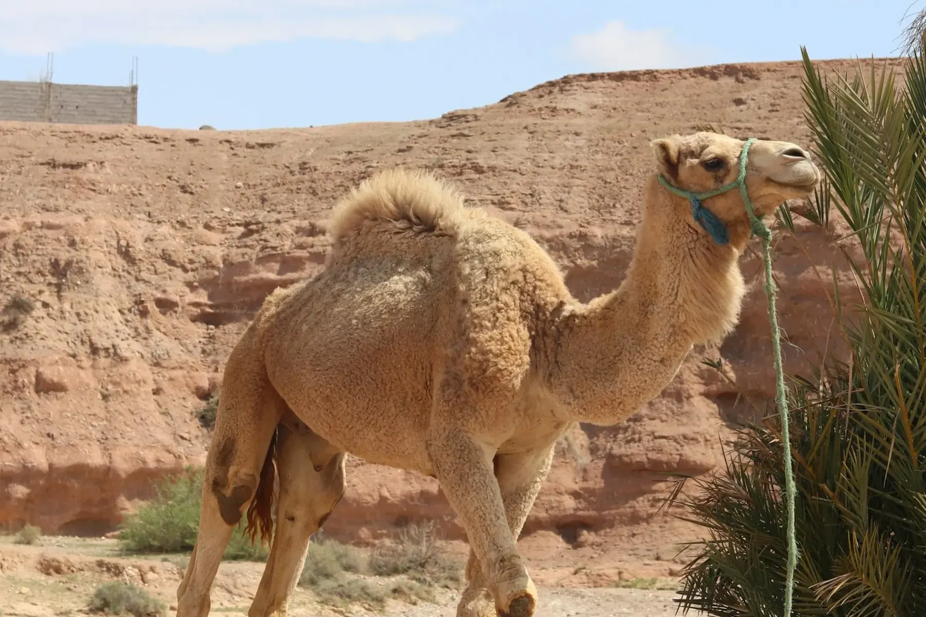 Camel resting beside a palm tree near Marrakech