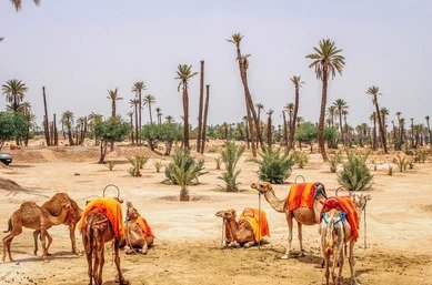 Palmeraie Camel Ride in Marrakech