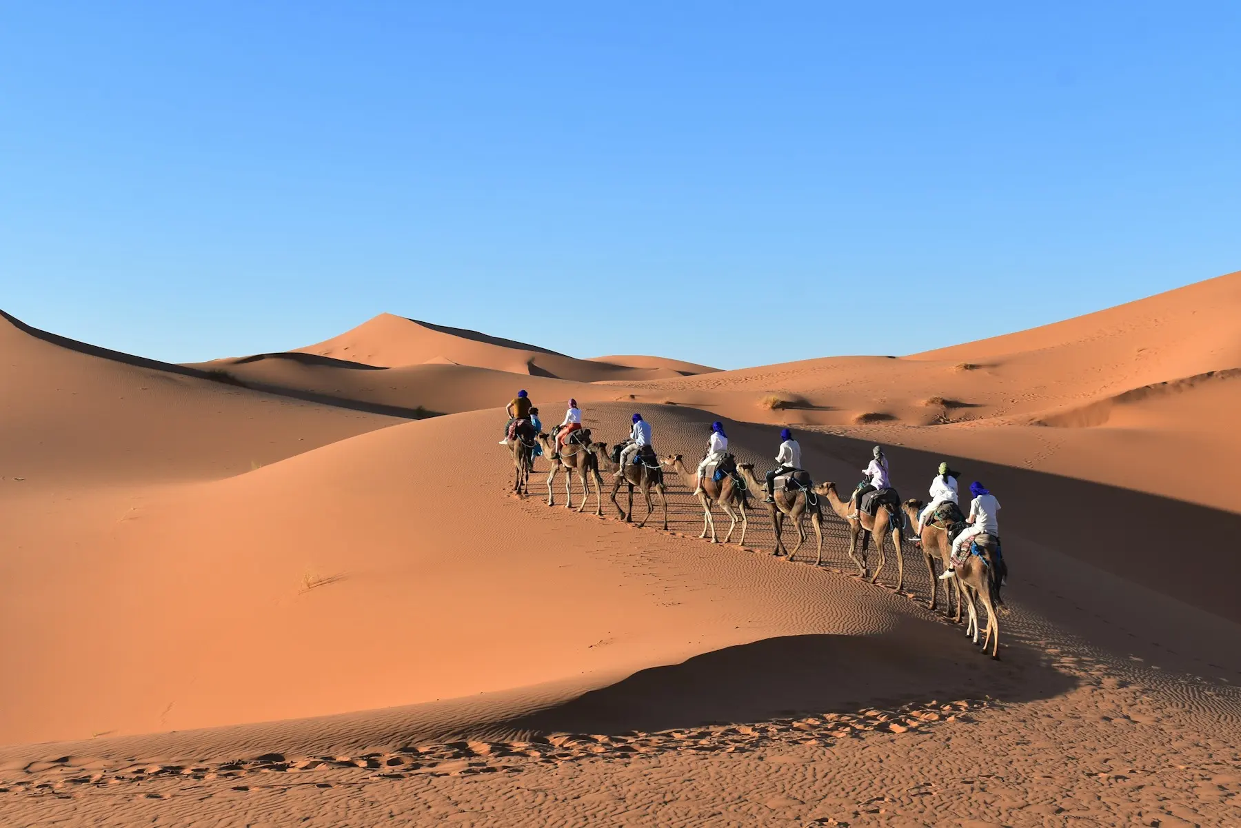 Camel caravan crossing Sahara sand dunes